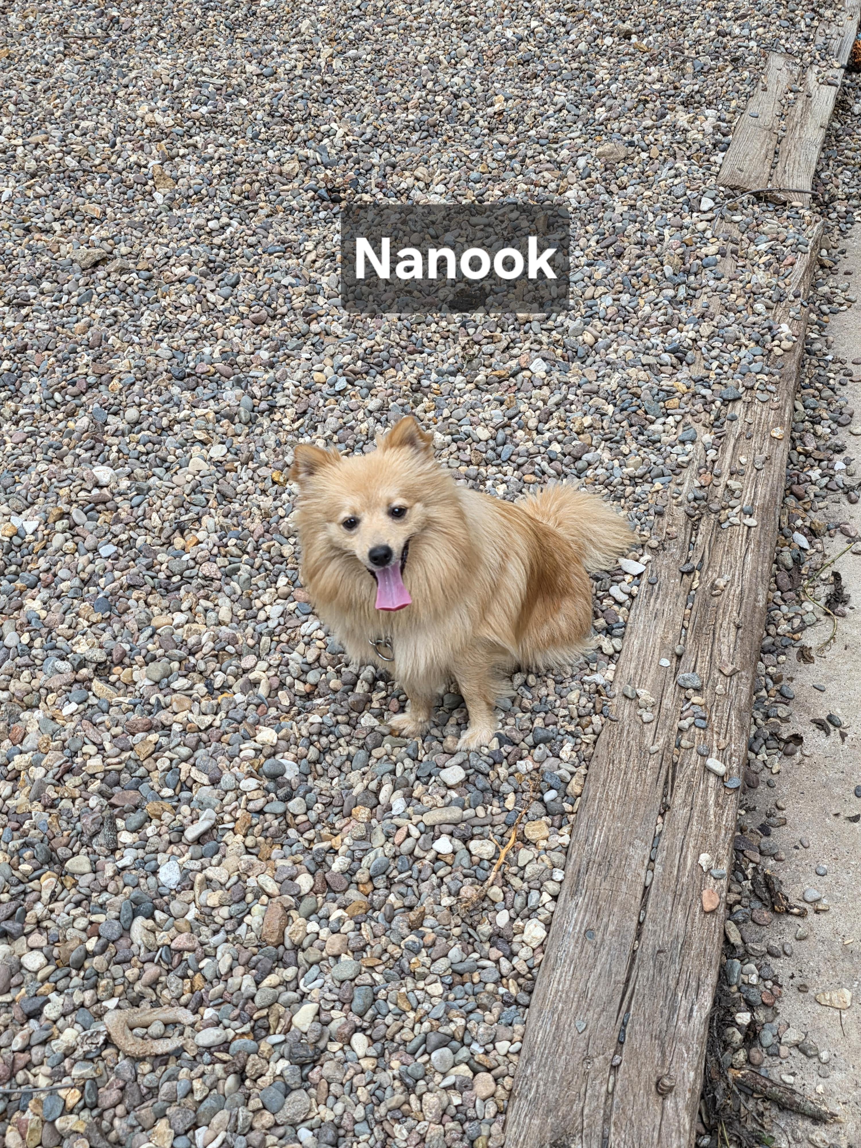 Nanook, Adoptable, Young Male Pomeranian & Chihuahua.