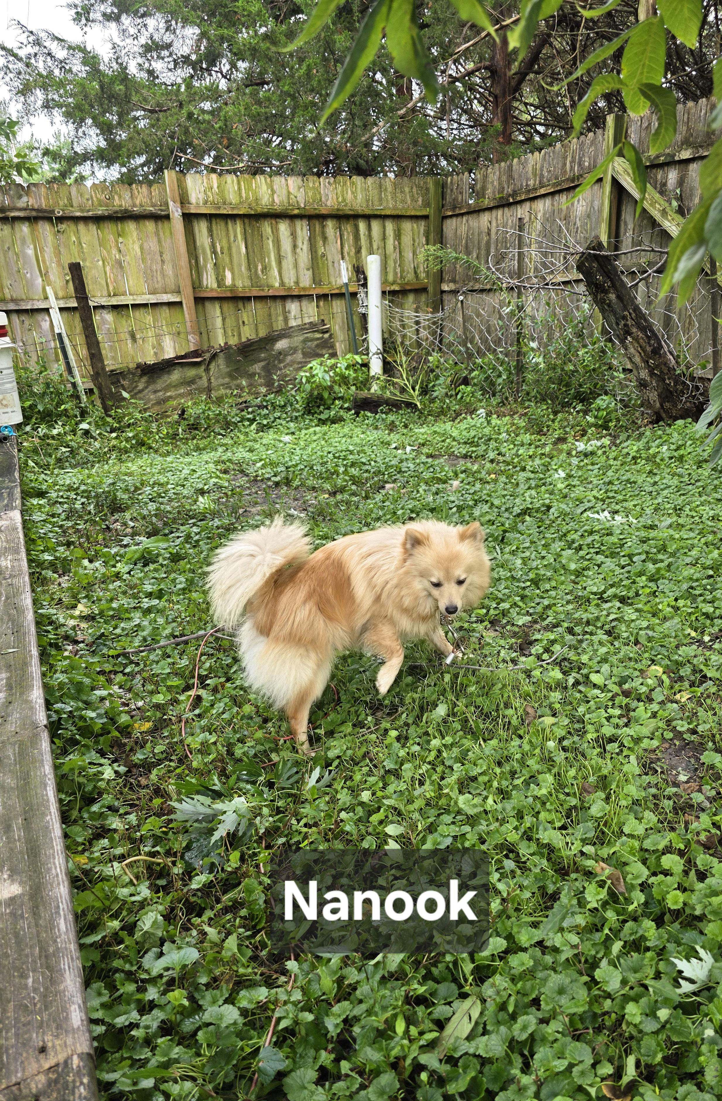 Enlarge Nanook, a Adopted mixed breed in Wever, IA image 6/6