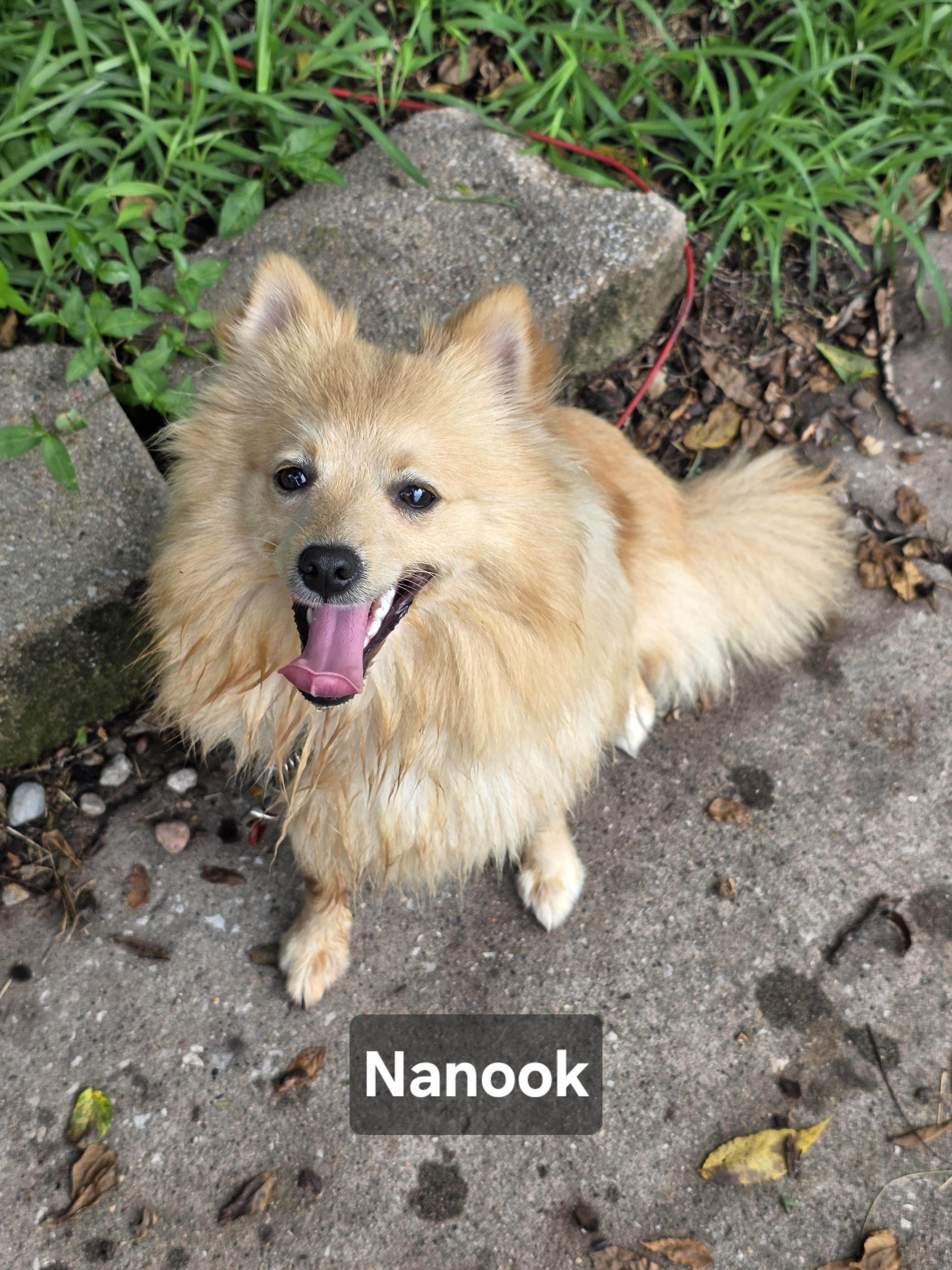 Enlarge Nanook, a Adopted mixed breed in Wever, IA image 3/6