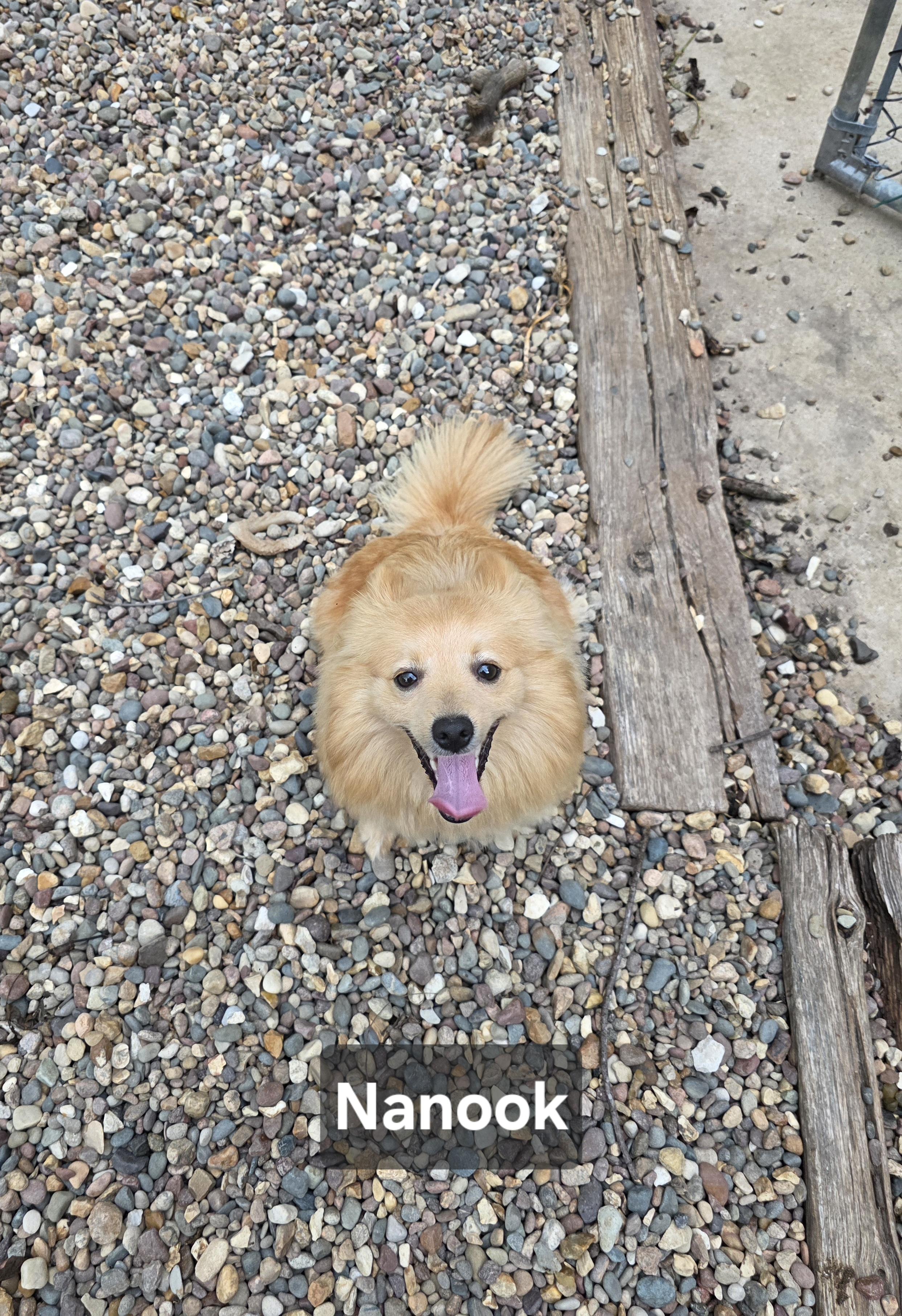 Enlarge Nanook, a Adopted mixed breed in Wever, IA image 2/6