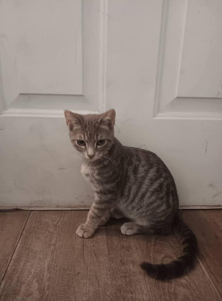 Enlarge Cozy, a Adoptable mixed breed in Miami, OK image 1/4