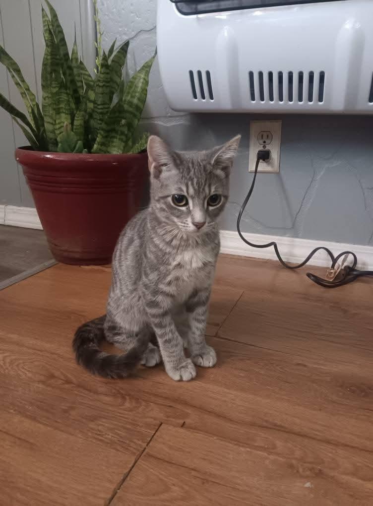 Enlarge Cozy, a Adoptable mixed breed in Miami, OK image 2/4