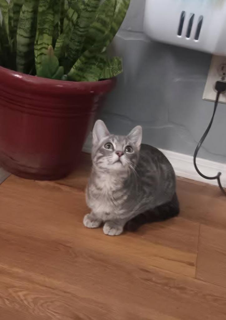 Enlarge Cozy, a Adoptable mixed breed in Miami, OK image 3/4