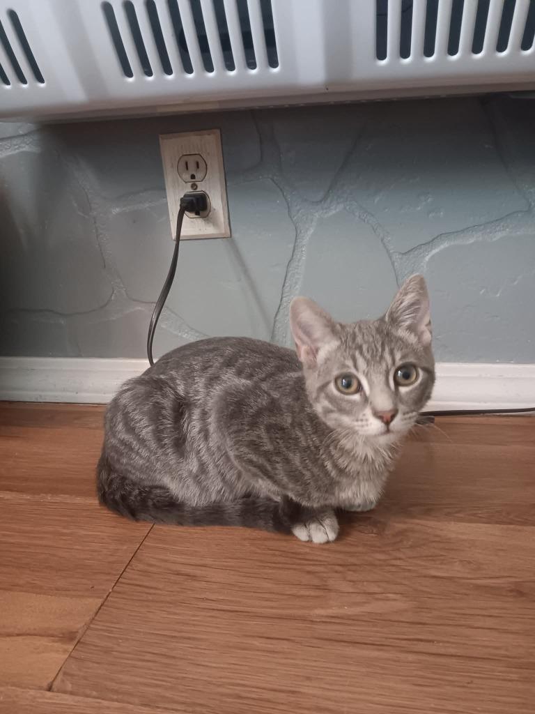 Enlarge Cozy, a Adoptable mixed breed in Miami, OK image 4/4