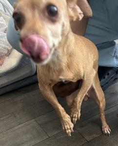 Harley