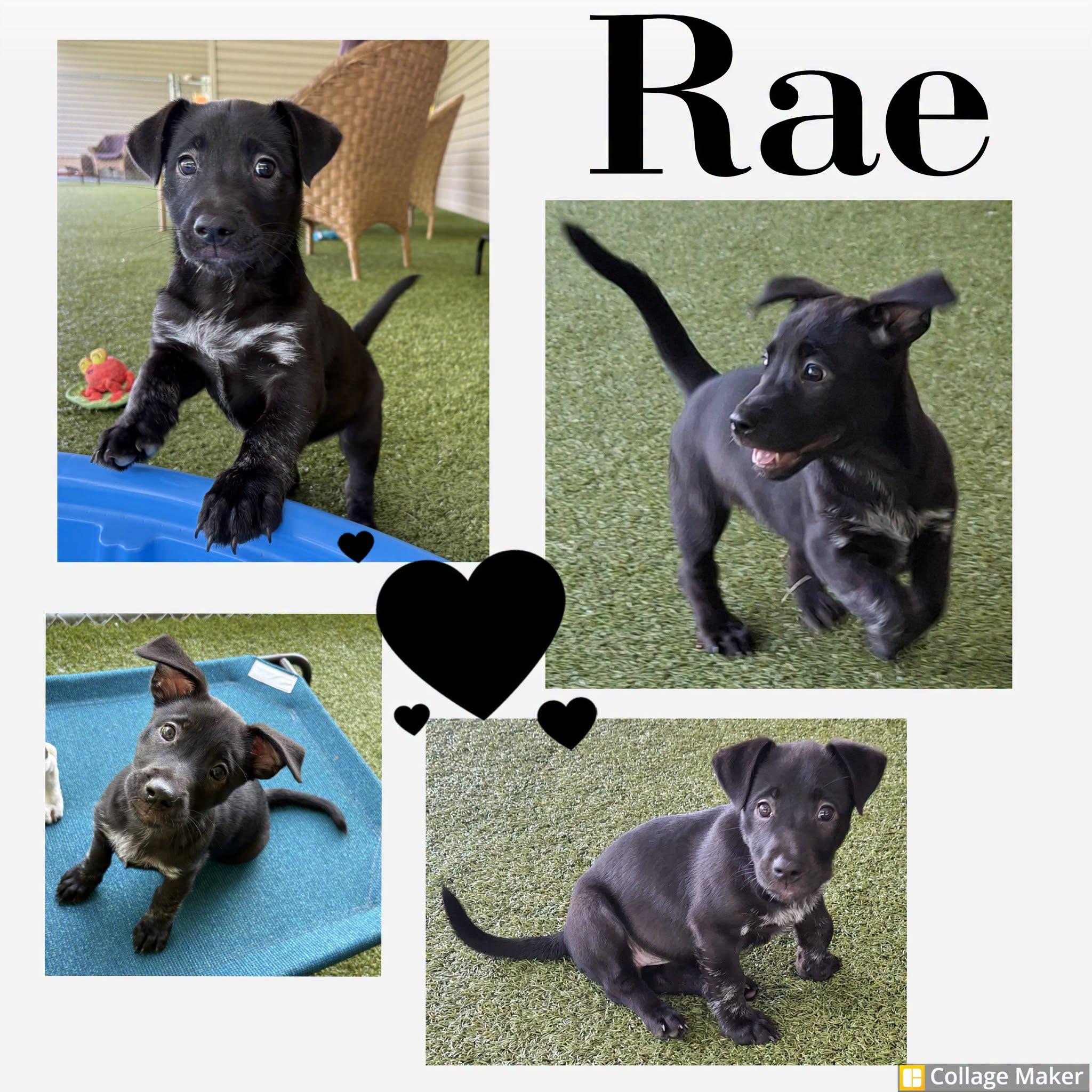 Rae, adopted, Puppy Female Terrier & Pit Bull Terrier.