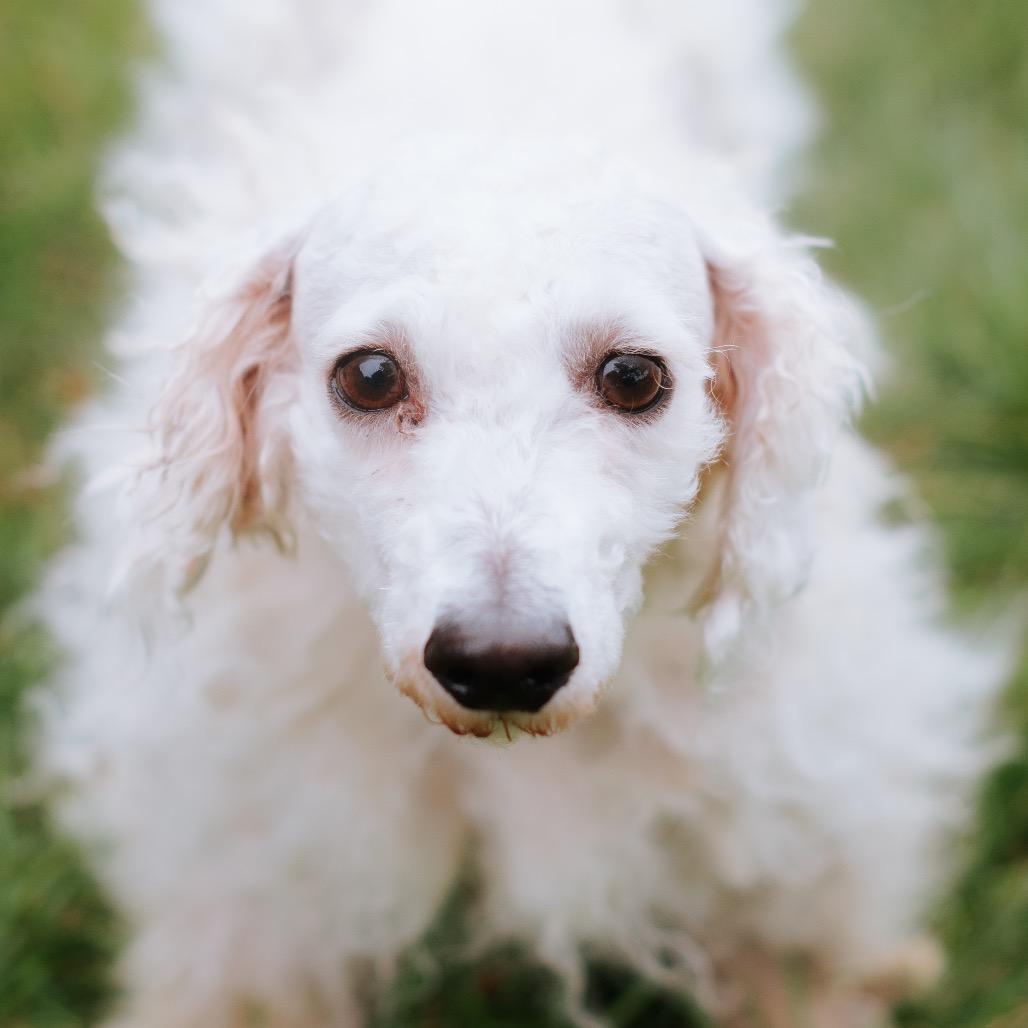 Matt Damon, Adoptable, Adult Male Maltese.