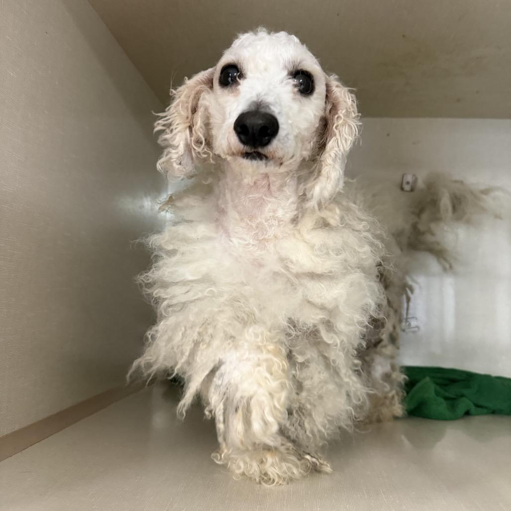 Enlarge Matt Damon, a Adoptable Maltese in Northbrook, IL image 2/3
