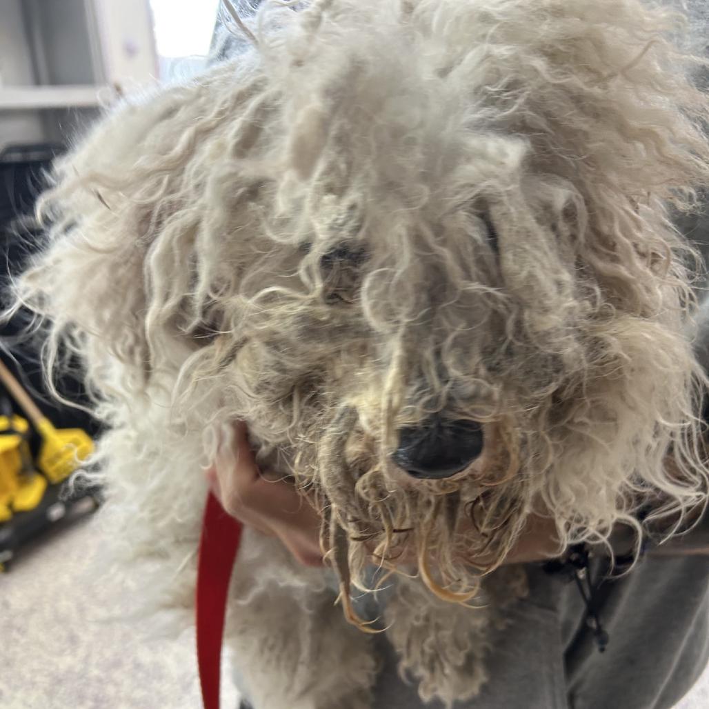 Enlarge Matt Damon, a Adoptable Maltese in Northbrook, IL image 3/3