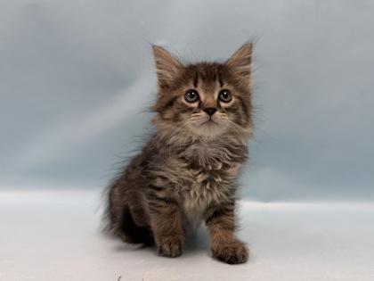Thinga-ma-jig, Adoptable, Kitten Female Domestic Medium Hair.