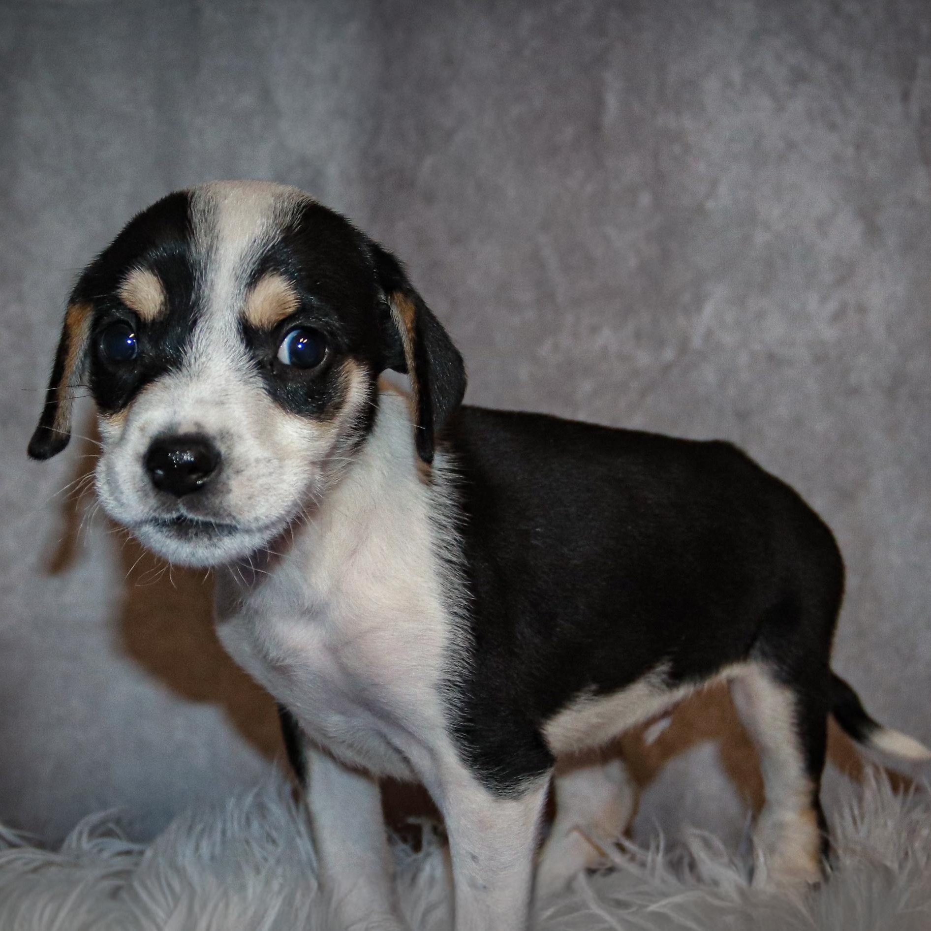 Enlarge Dexter, a Adoptable mixed breed in Rochester, NY image 4/6