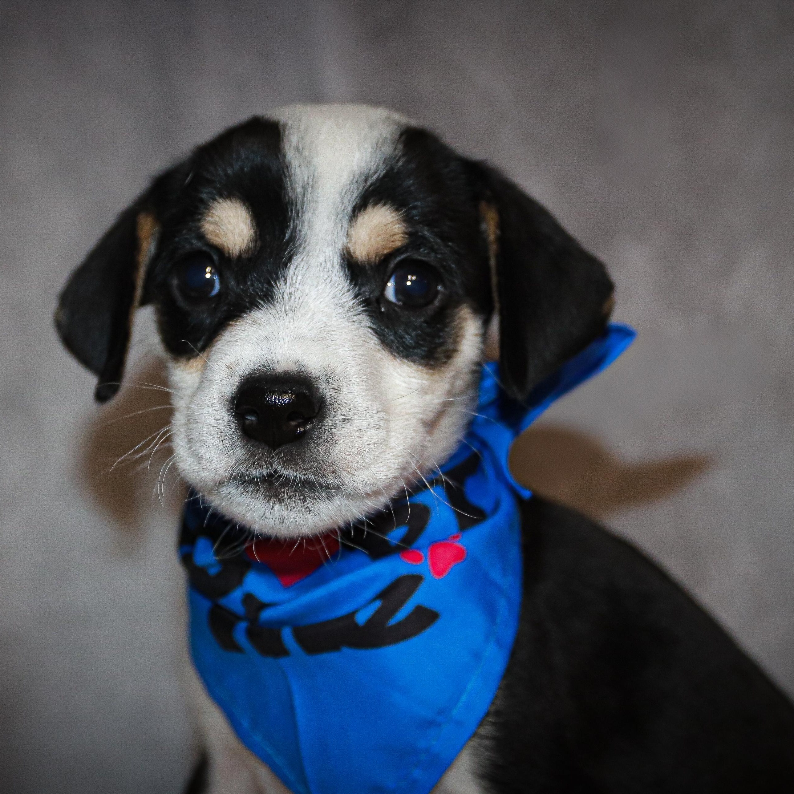 Enlarge Dexter, a Adoptable mixed breed in Rochester, NY image 2/6