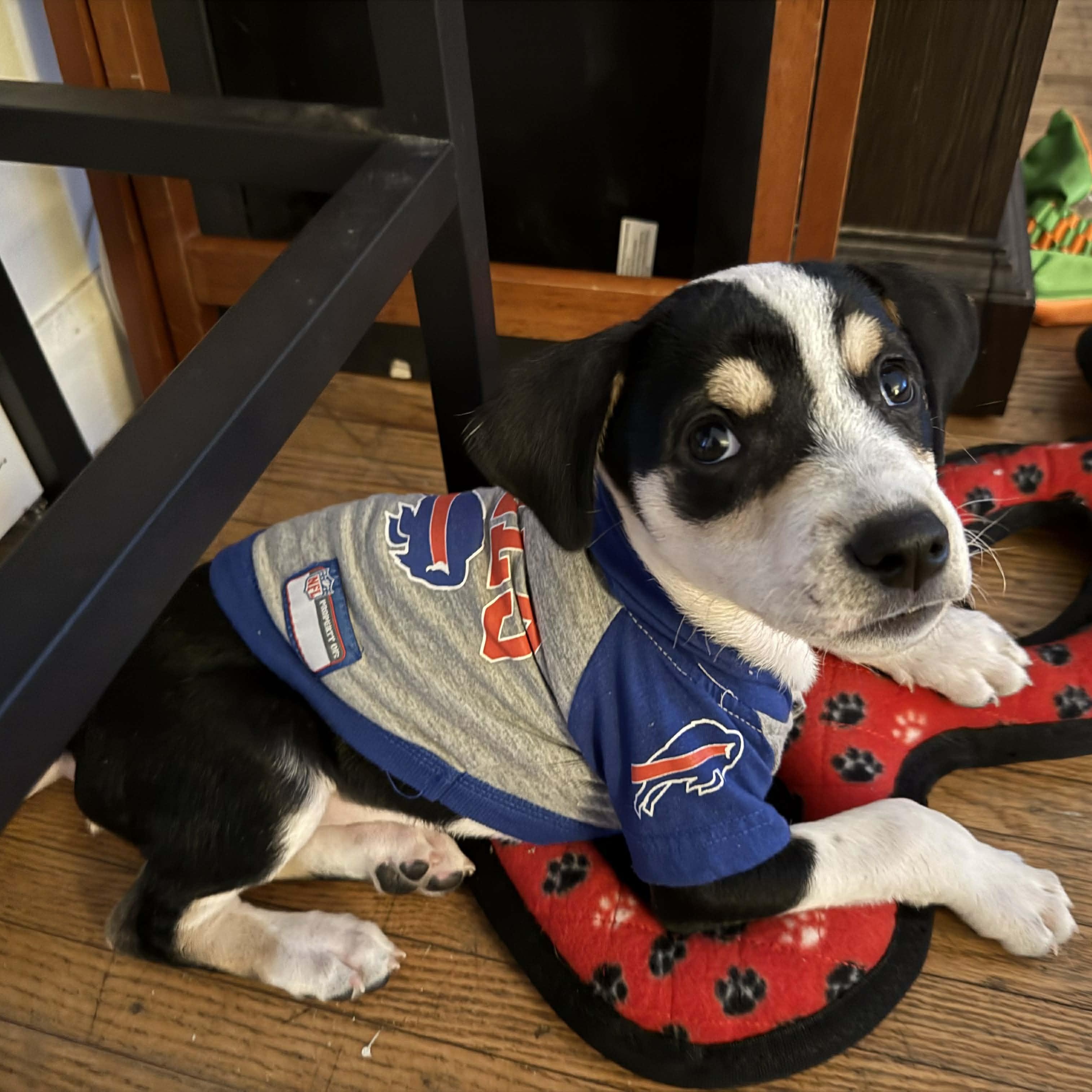 Dexter, Adoptable, Young Male Mixed Breed & Beagle.