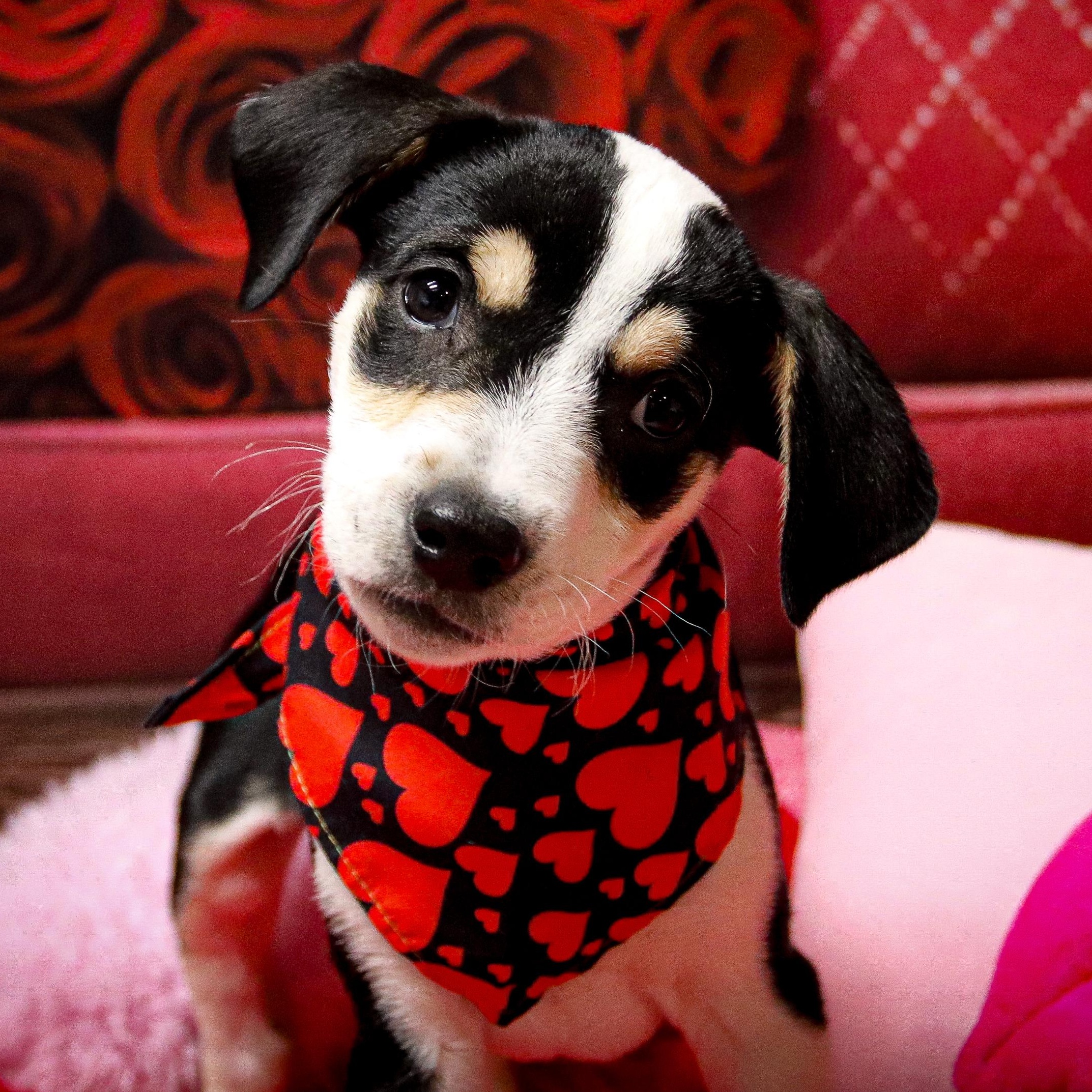 Dexter, Adoptable, Young Male Mixed Breed & Beagle.