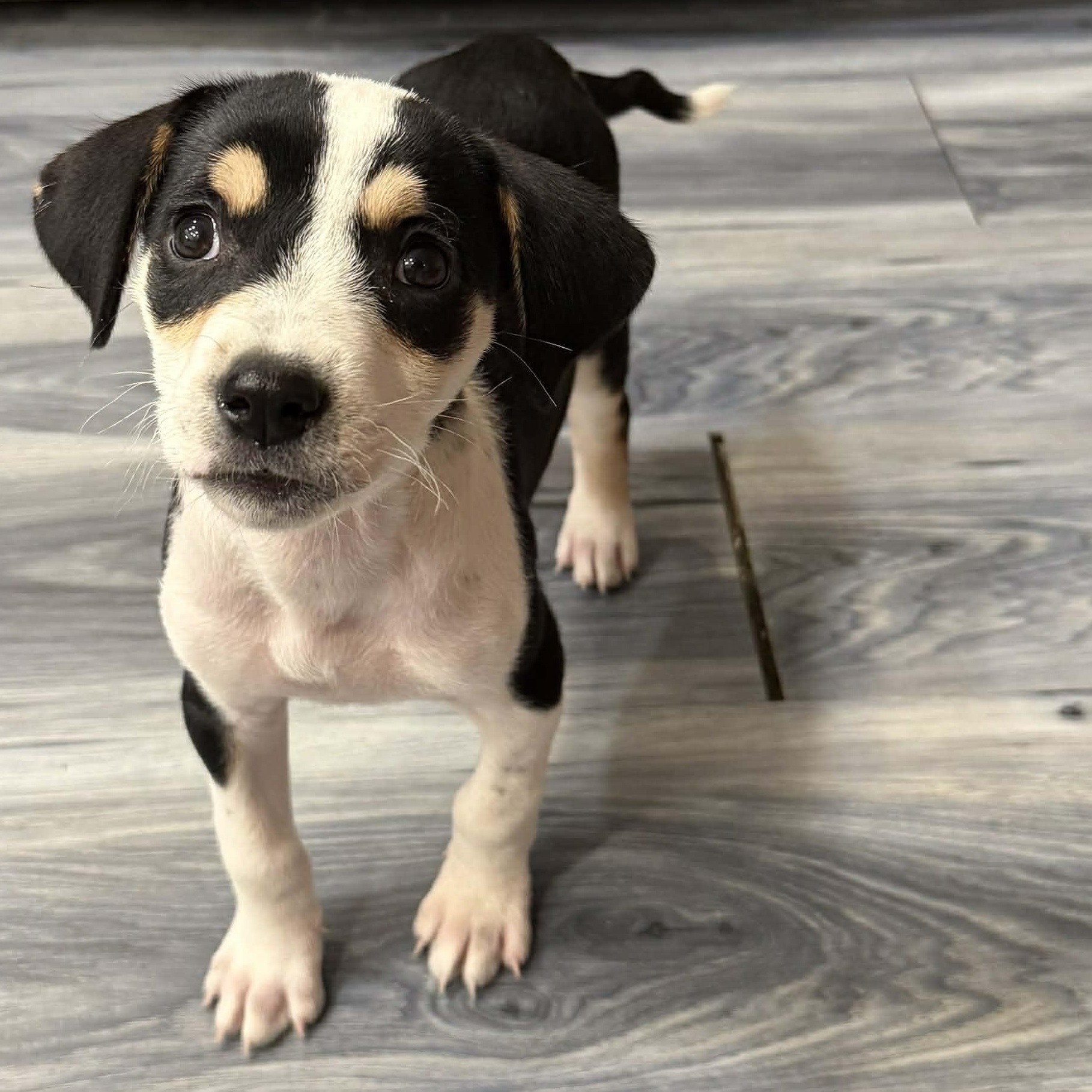 Dexter, Adoptable, Young Male Mixed Breed & Beagle.