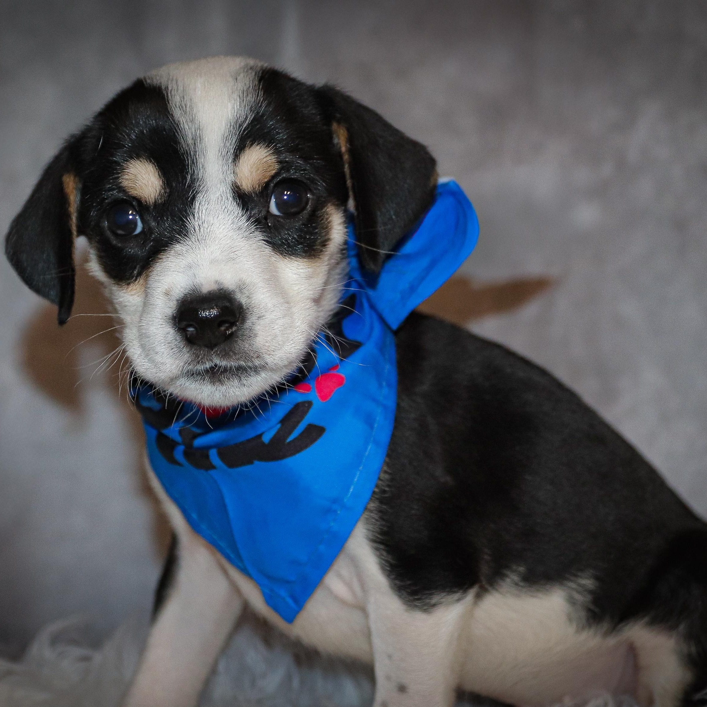 Enlarge Dexter, a Adoptable mixed breed in Rochester, NY image 6/6