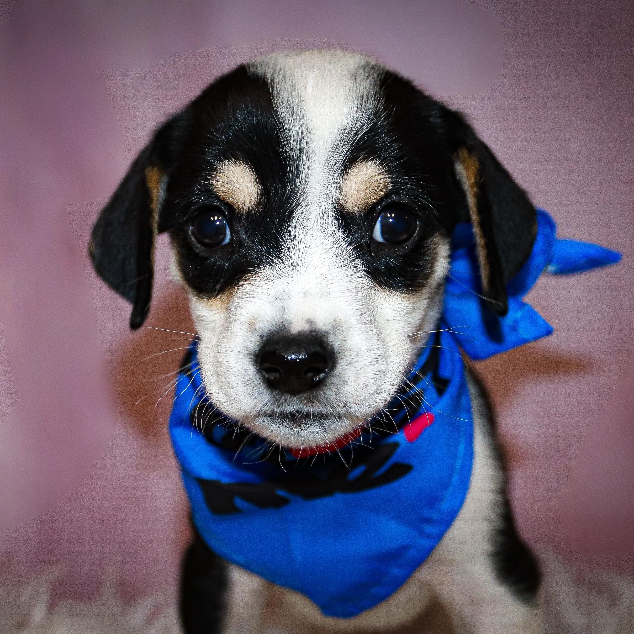 Enlarge Dexter, a Adoptable mixed breed in Rochester, NY image 3/6