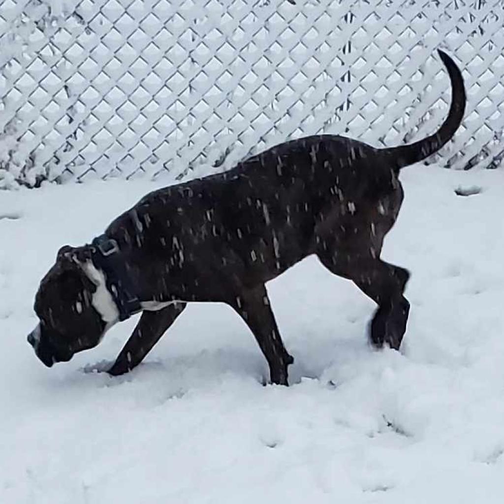 Bubby, Adoptable, Adult Male Pit Bull Terrier.