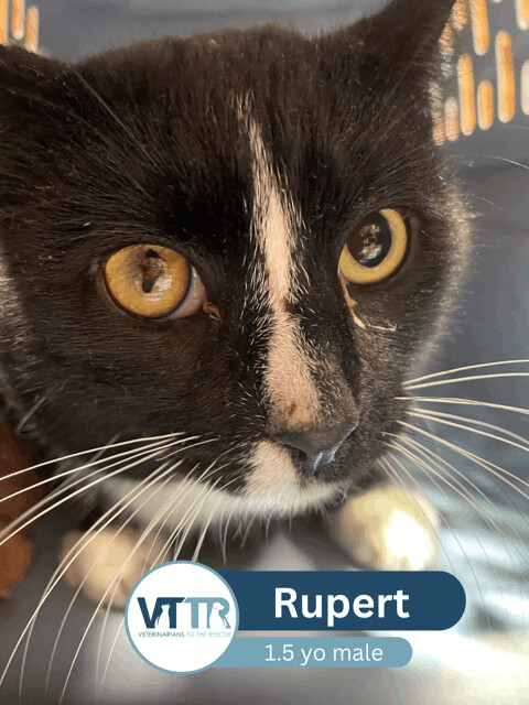 Rupert, a Adopted Domestic Short Hair in Lexington, KY image 1/4