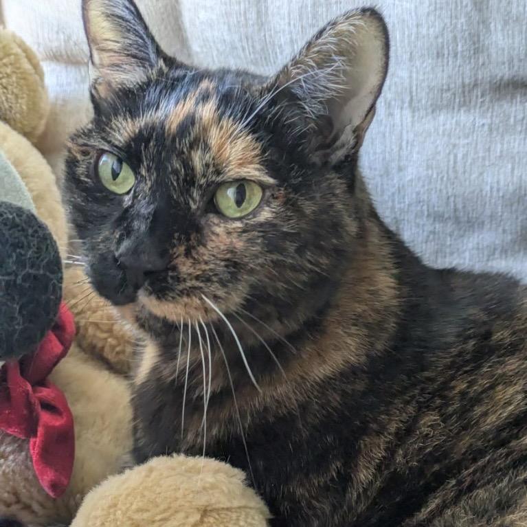 Enlarge Marcie, a Adoptable mixed breed in Westhampton, NY image 4/4