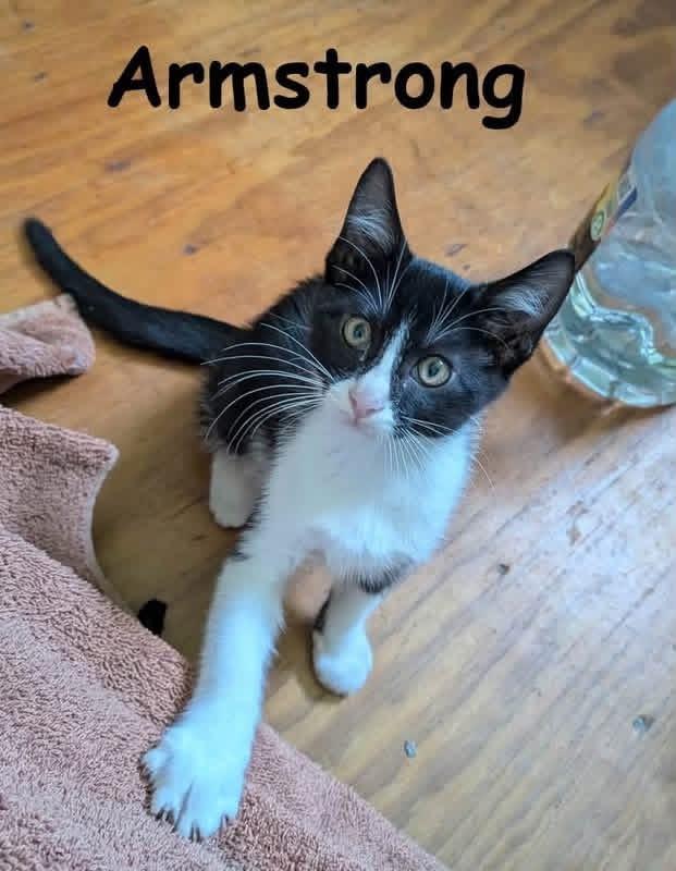 Enlarge ARMSTRONG Kitten, a Adoptable mixed breed in New Bern, NC image 1/1