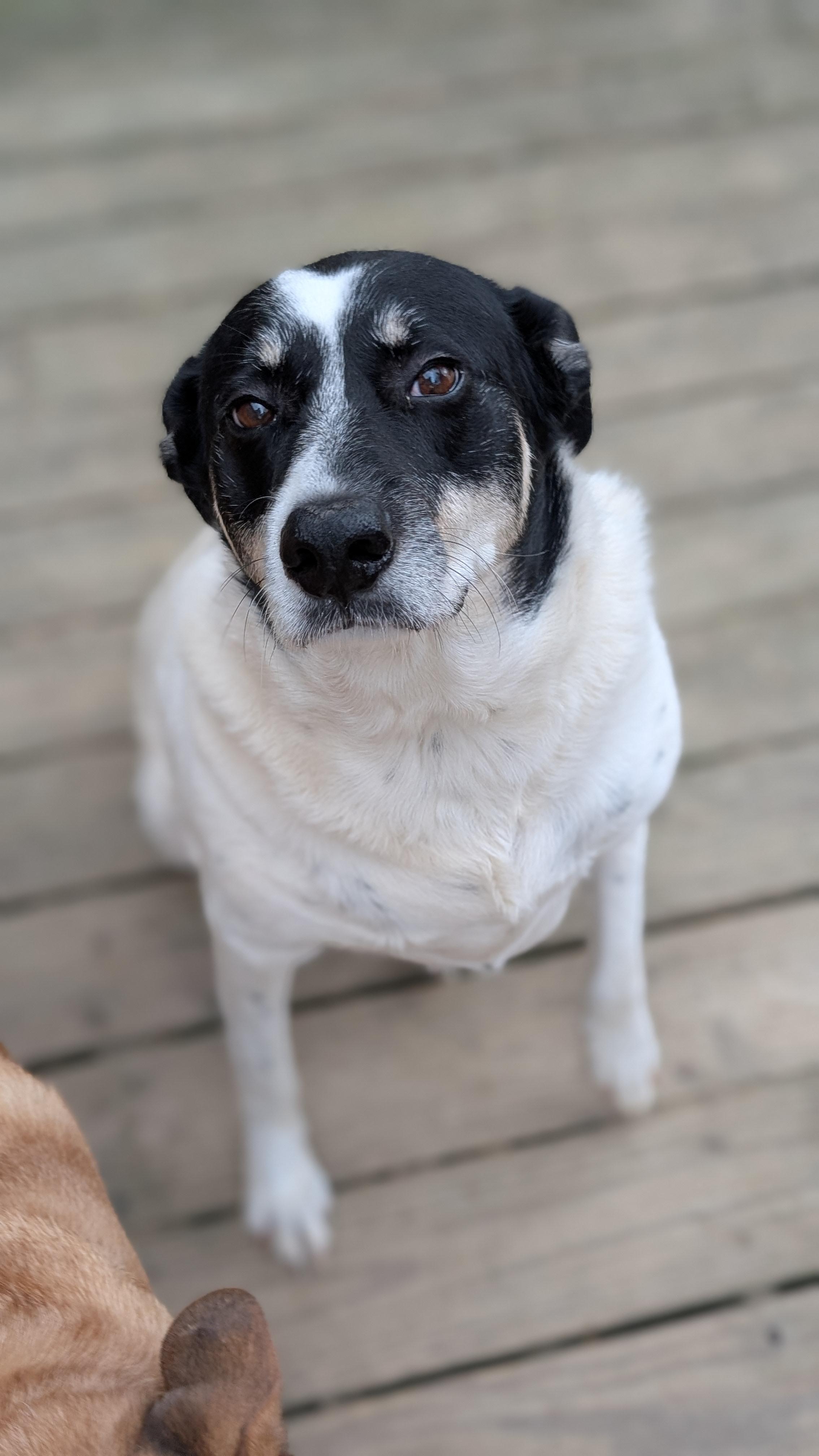 Enlarge Darla, a ADOPTABLE Mixed Breed in Joppa, AL image 5/5
