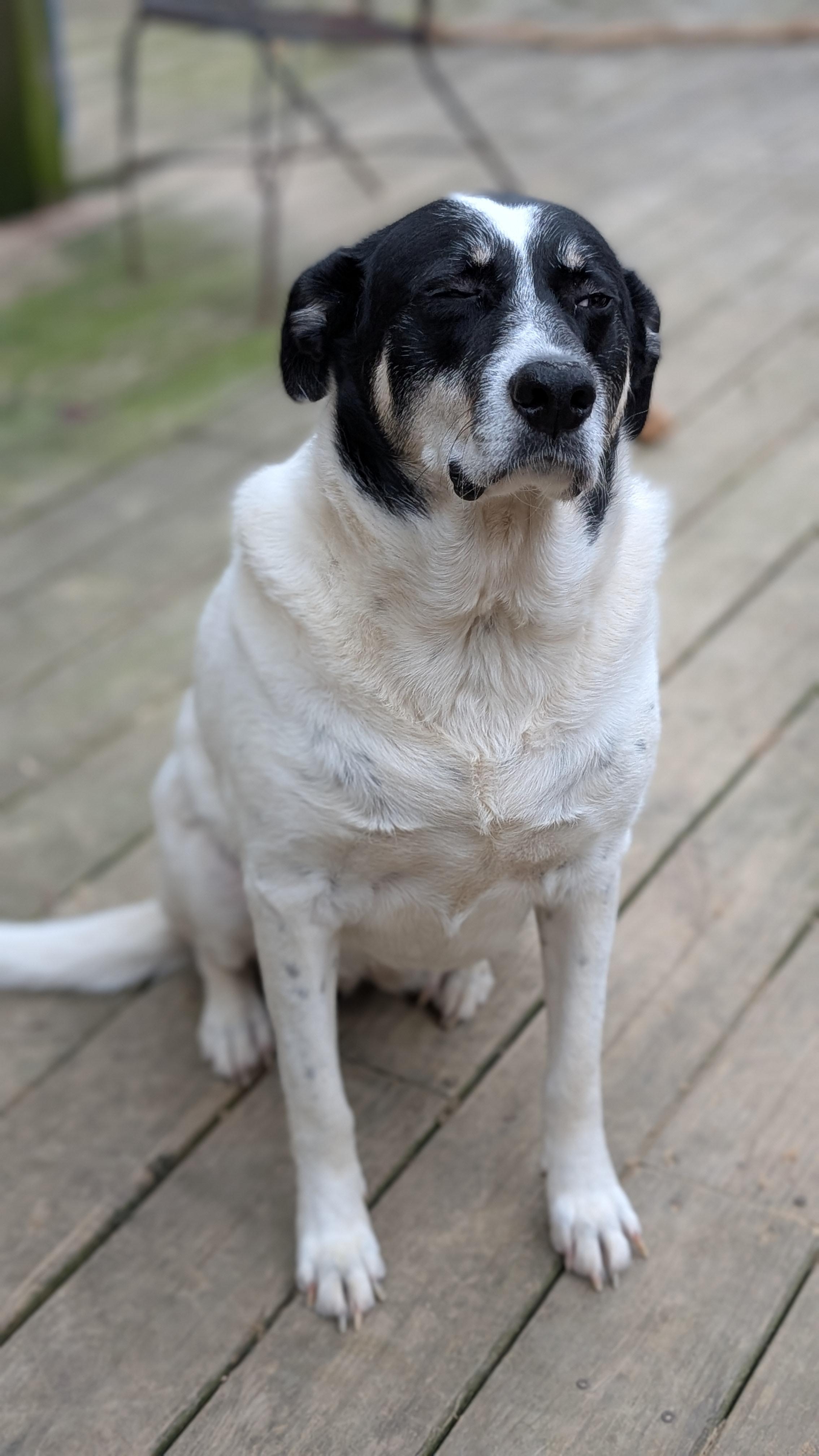 Enlarge Darla, a ADOPTABLE Mixed Breed in Joppa, AL image 2/5
