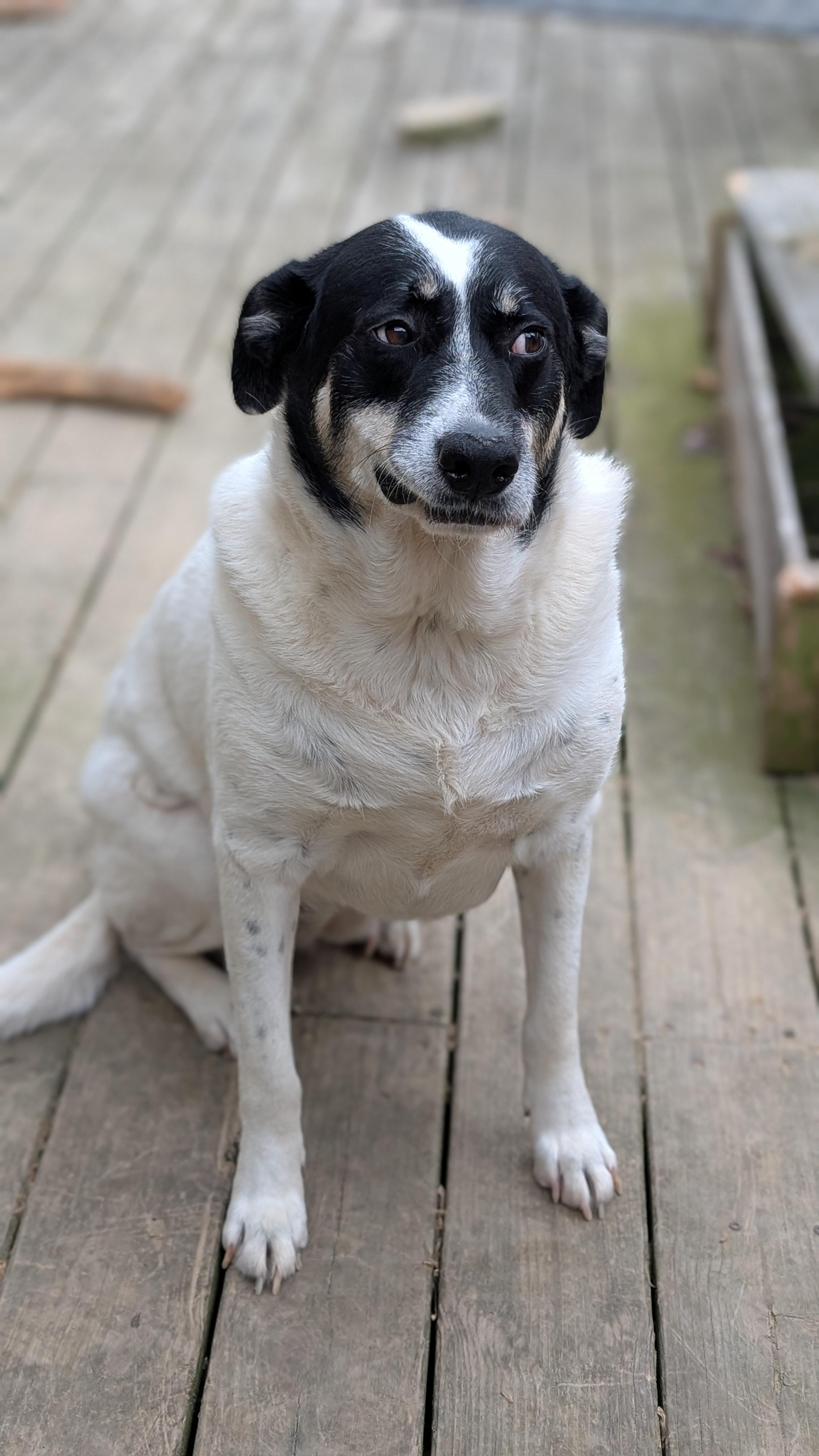 Enlarge Darla, a ADOPTABLE Mixed Breed in Joppa, AL image 4/5