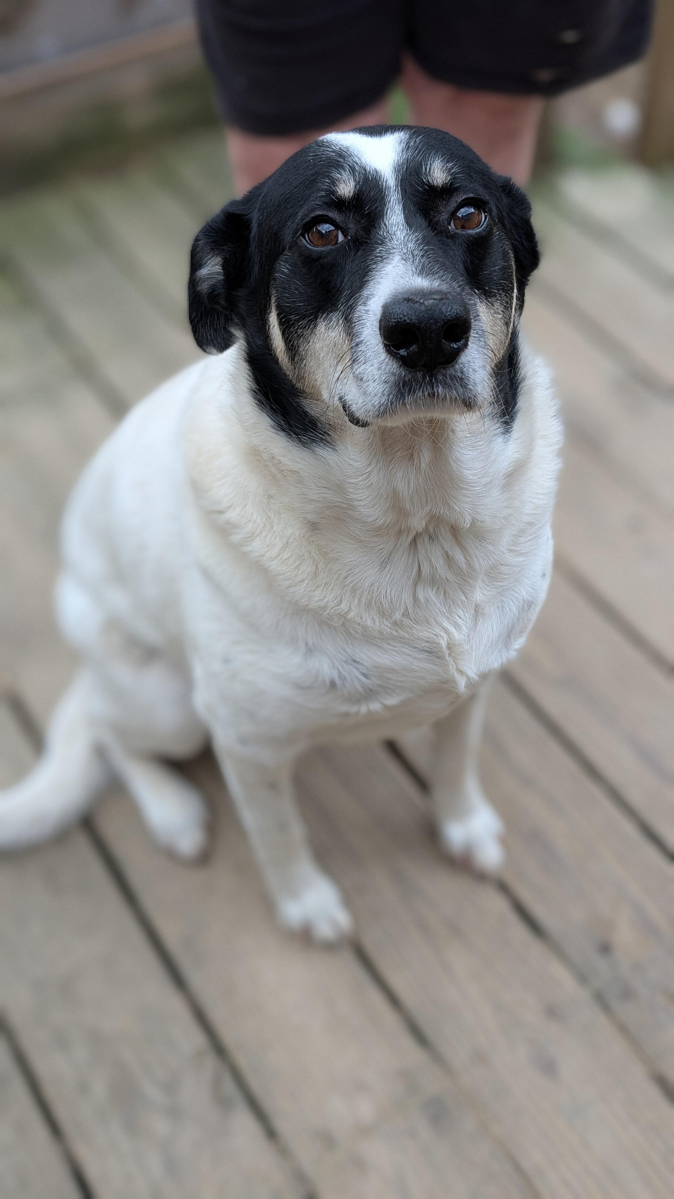 Enlarge Darla, a ADOPTABLE Mixed Breed in Joppa, AL image 1/5