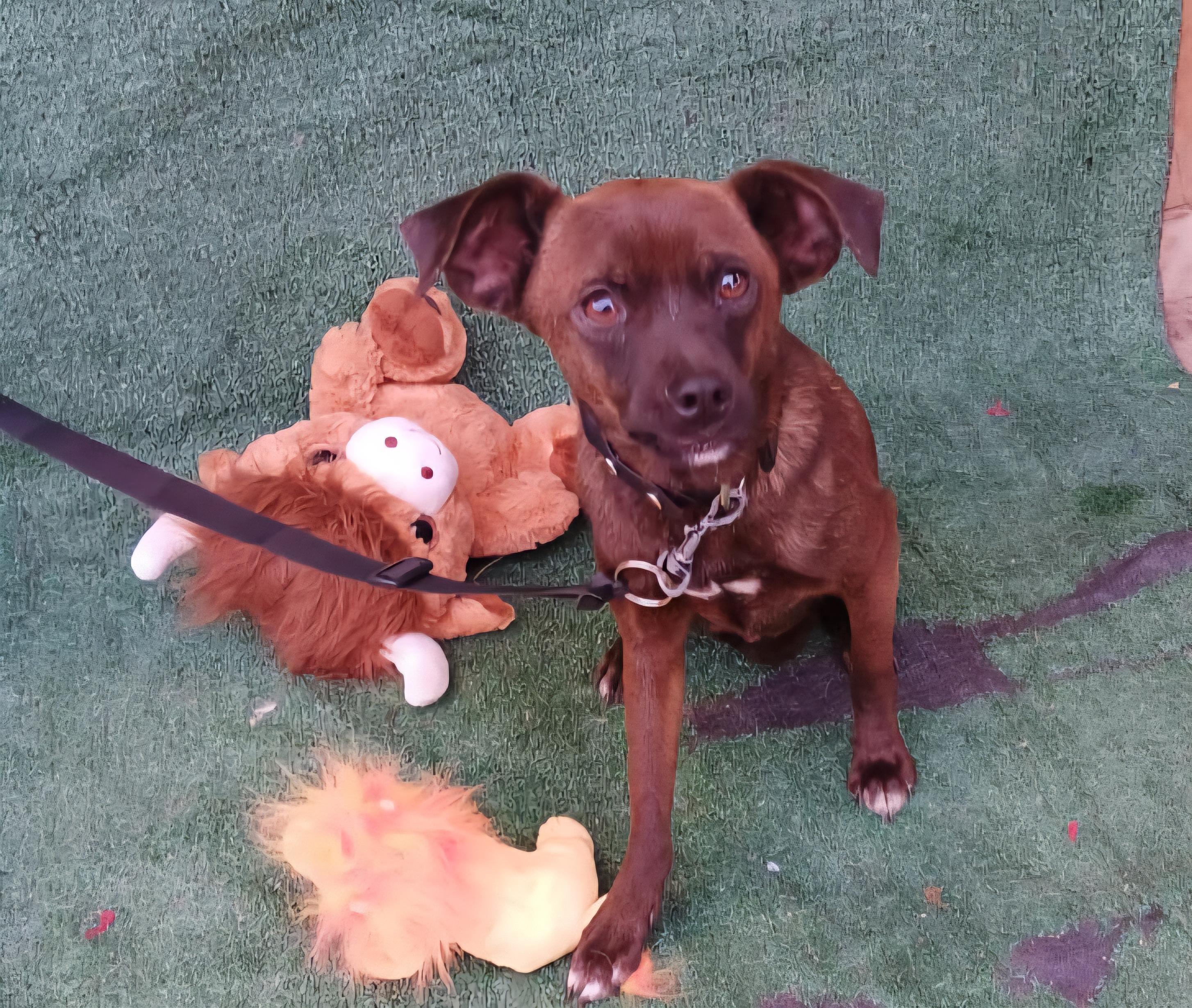 Brownie, Adoptable, Adult Male Terrier & Chihuahua.