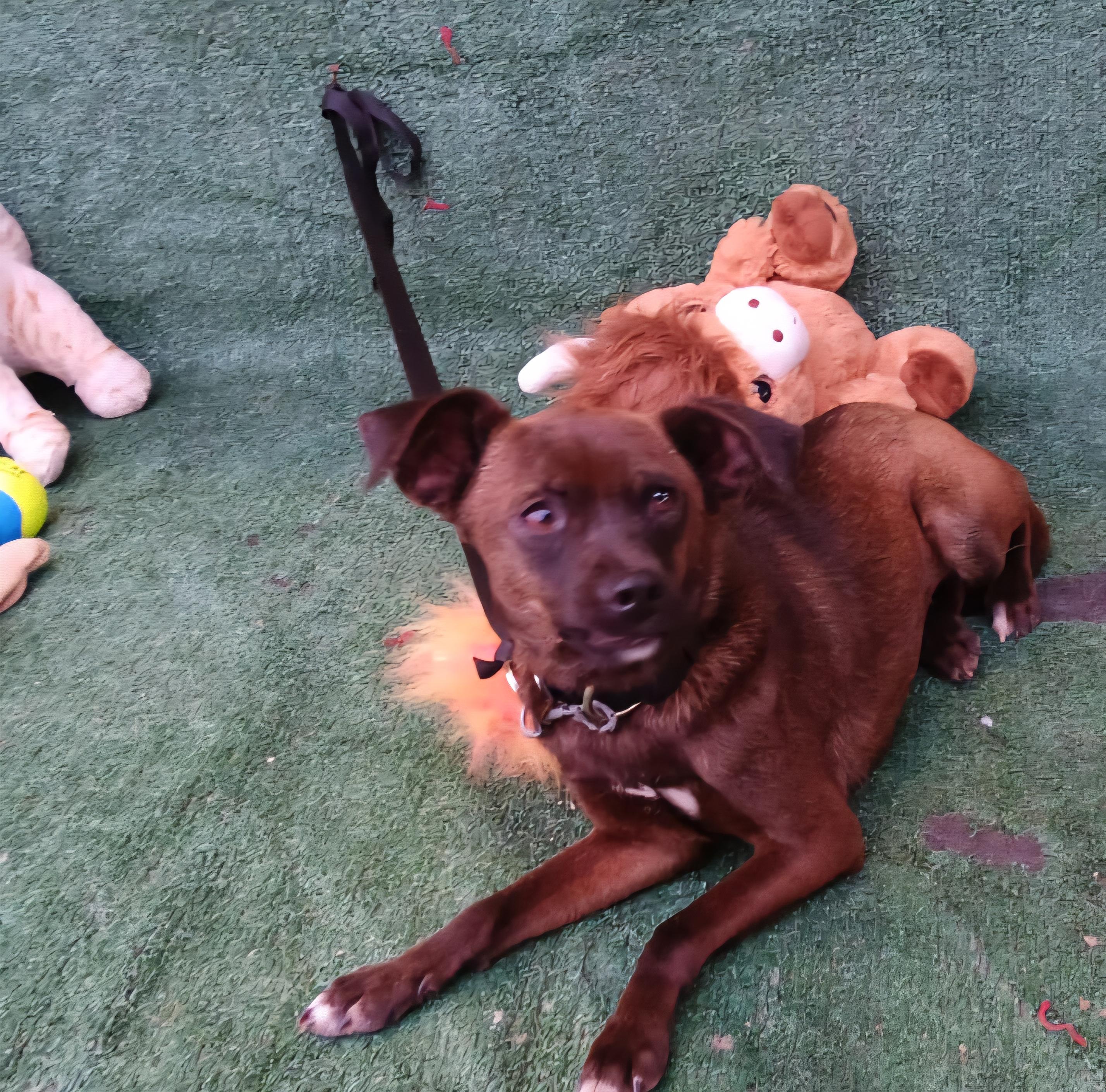 Enlarge Brownie, a Adoptable mixed breed in Los Angeles, CA image 2/3