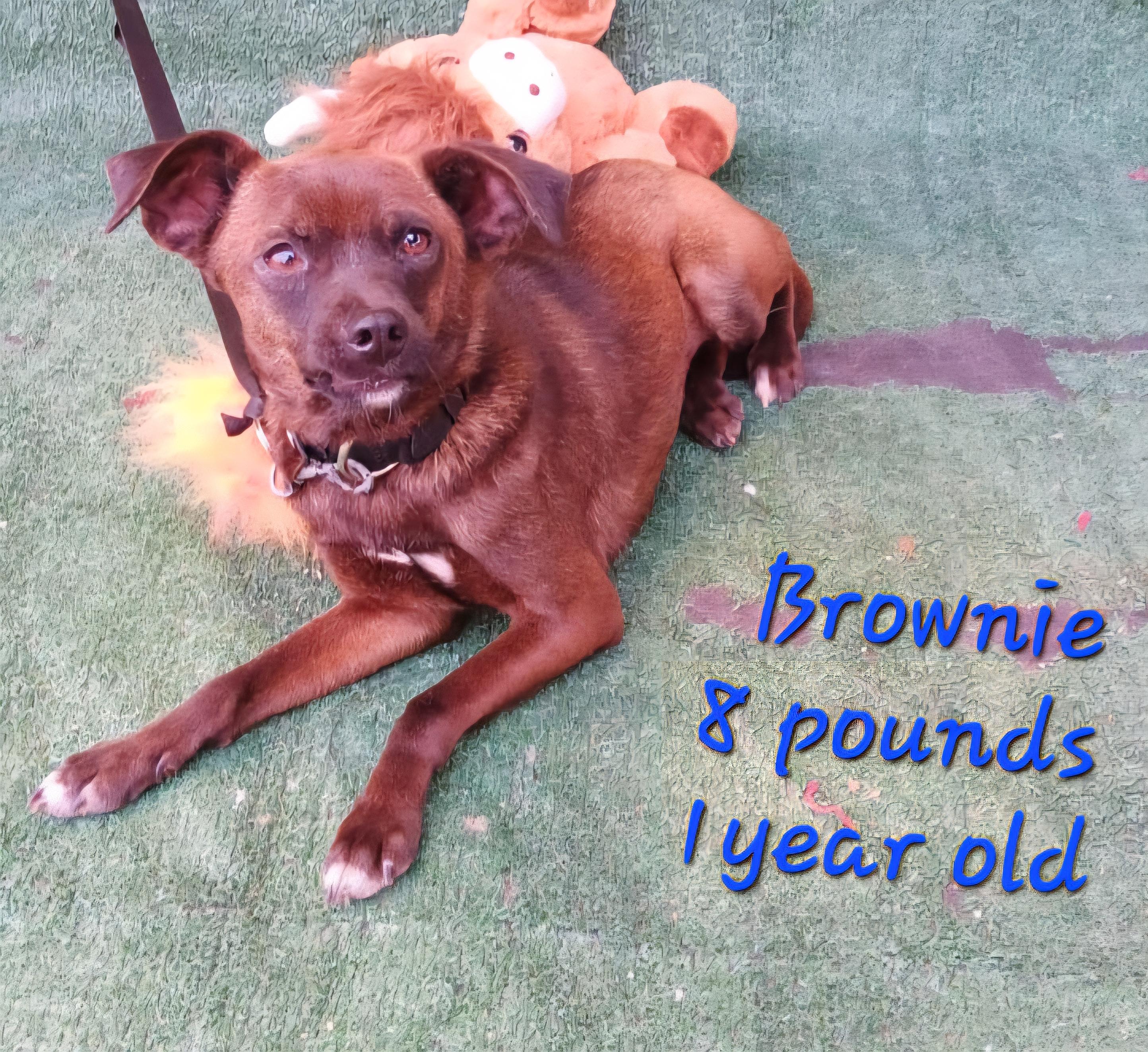 Enlarge Brownie, a Adoptable mixed breed in Los Angeles, CA image 3/3