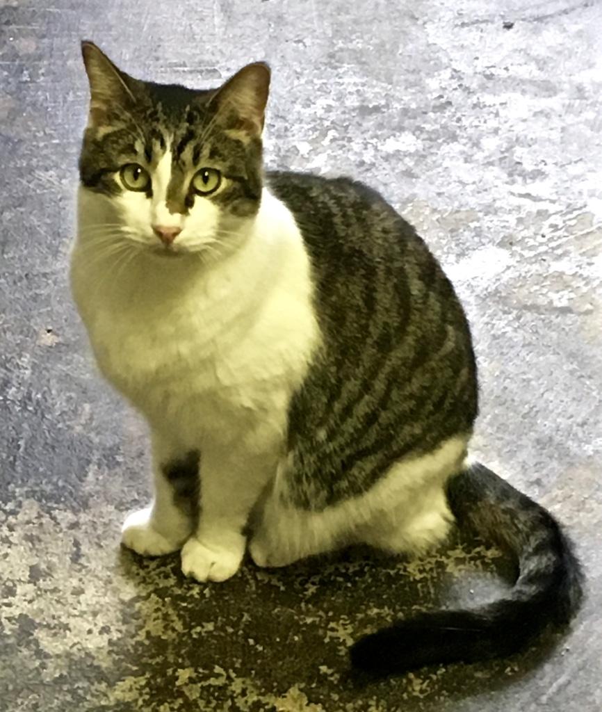 Enlarge Ernie, a Adoptable Tabby in Kansas City, MO image 1/1