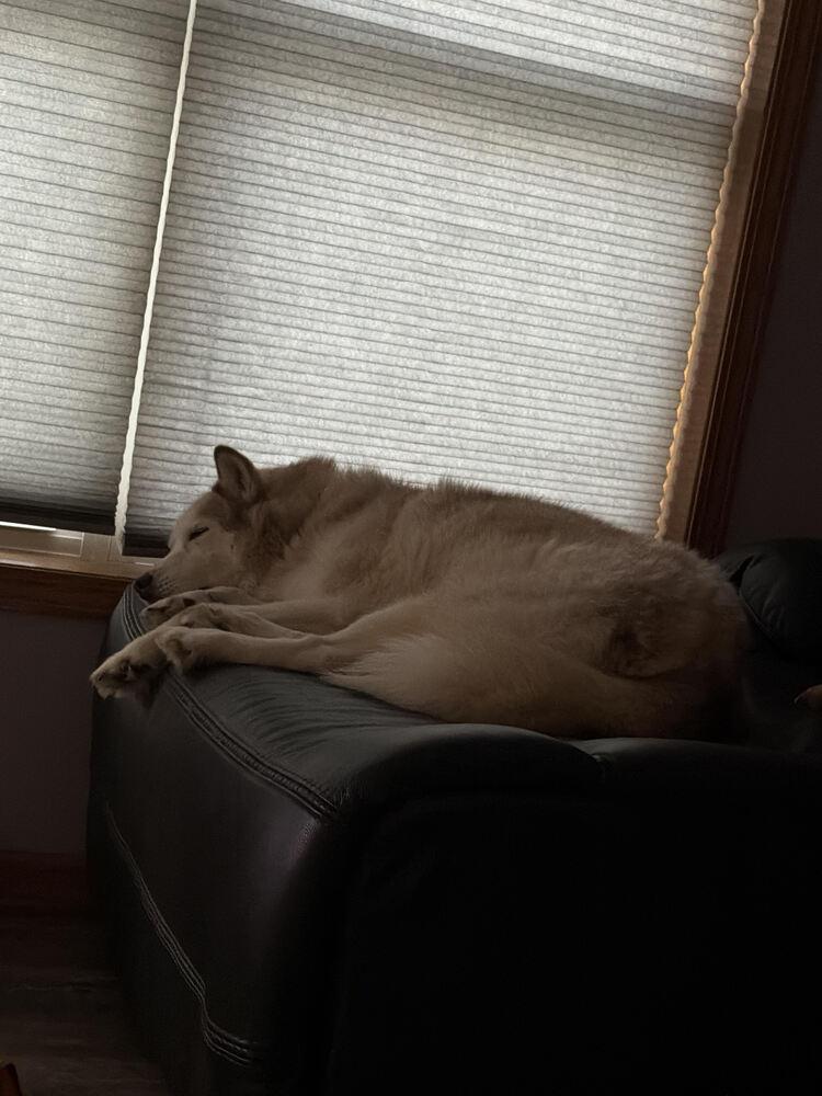 Ash, Adoptable, Young Female Husky.