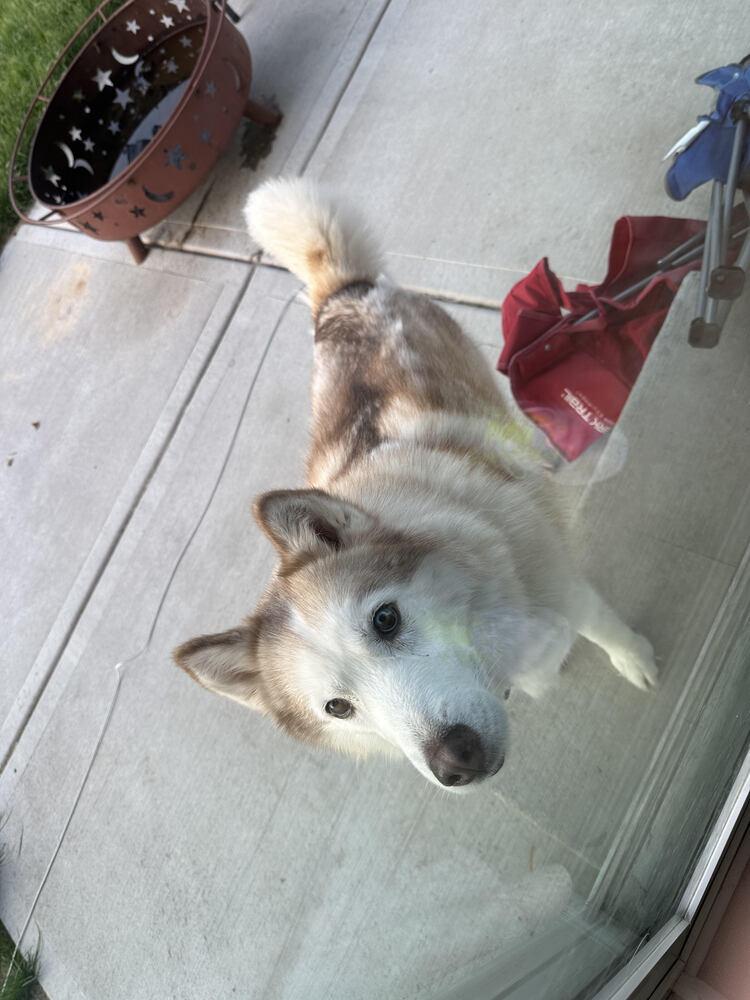 Ash, a Adoptable mixed breed in Waunakee, WI image 2/6