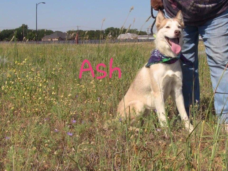 Ash, a Adoptable mixed breed in Waunakee, WI image 3/6