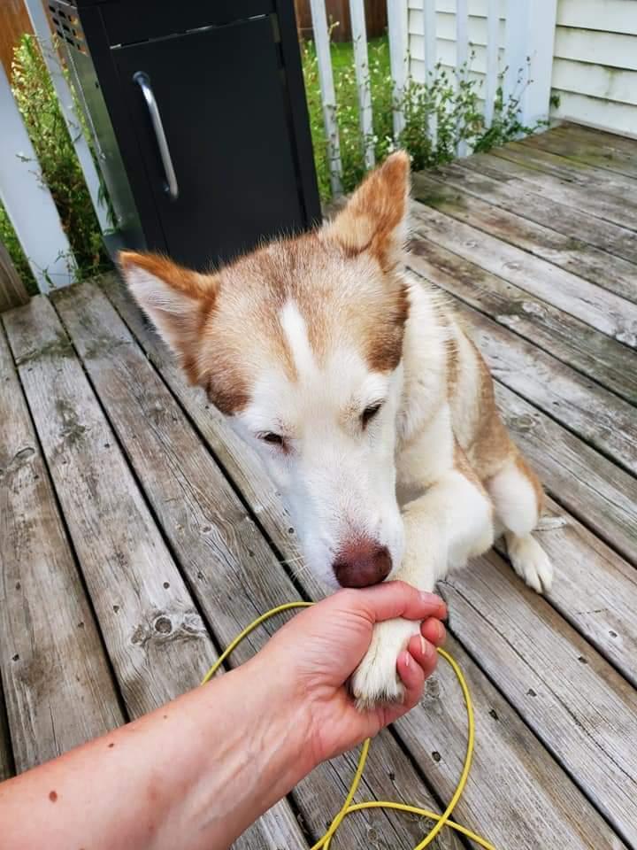 Ash, a Adoptable mixed breed in Waunakee, WI image 4/6