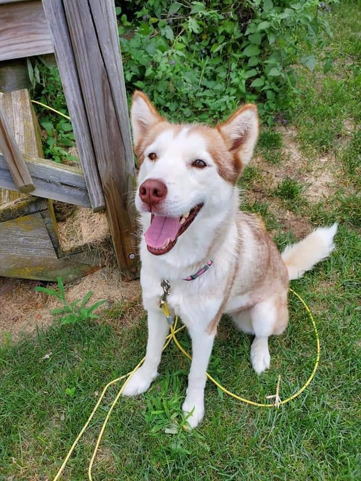 Ash, a Adoptable mixed breed in Waunakee, WI image 5/6