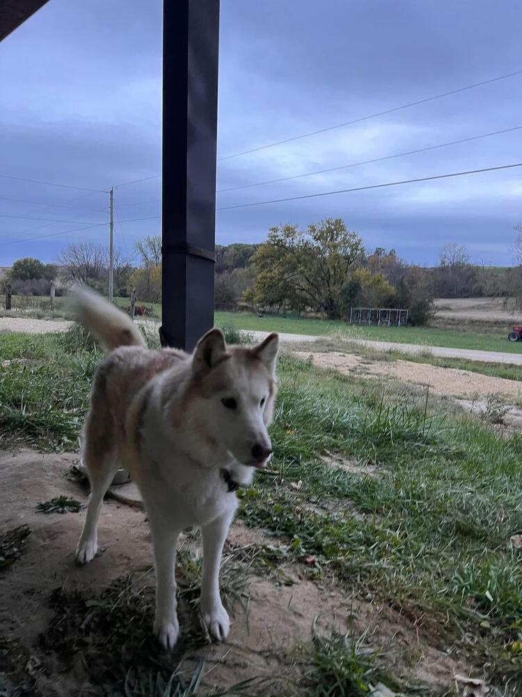 Ash, a Adoptable mixed breed in Waunakee, WI image 6/6