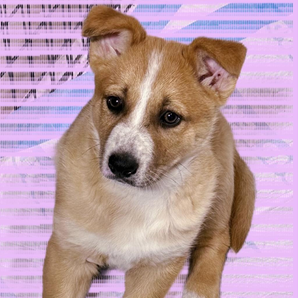 Skeeter, Adoptable, Adult Female Cardigan Welsh Corgi & Shepherd.