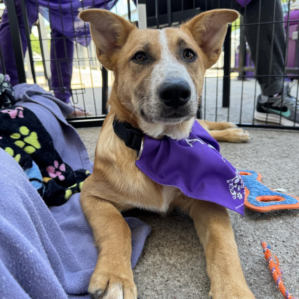 Enlarge Skeeter, a Adoptable mixed breed in Dallas, TX image 2/2