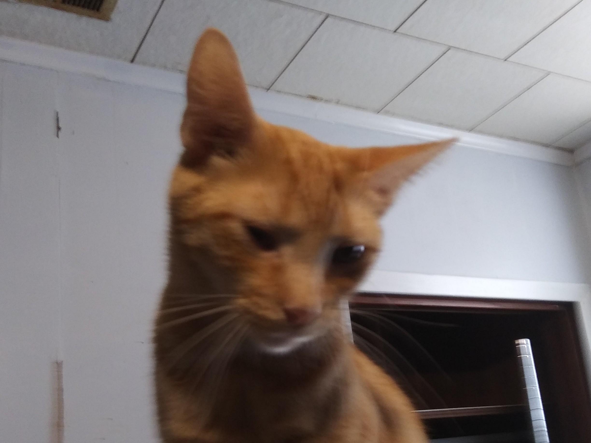 Cricket, Adoptable, Young Male Domestic Short Hair.