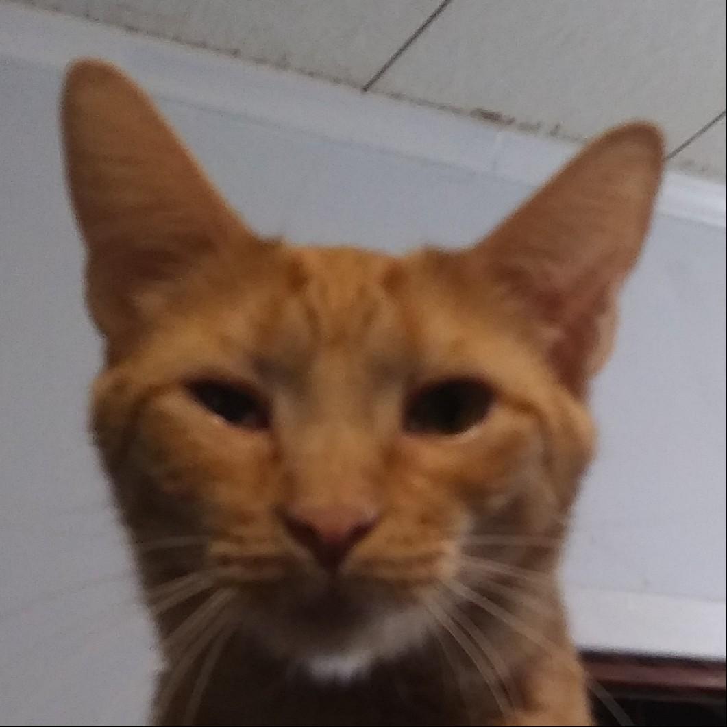Cricket, a Adoptable Domestic Short Hair in Port Wentworth, GA image 2/4