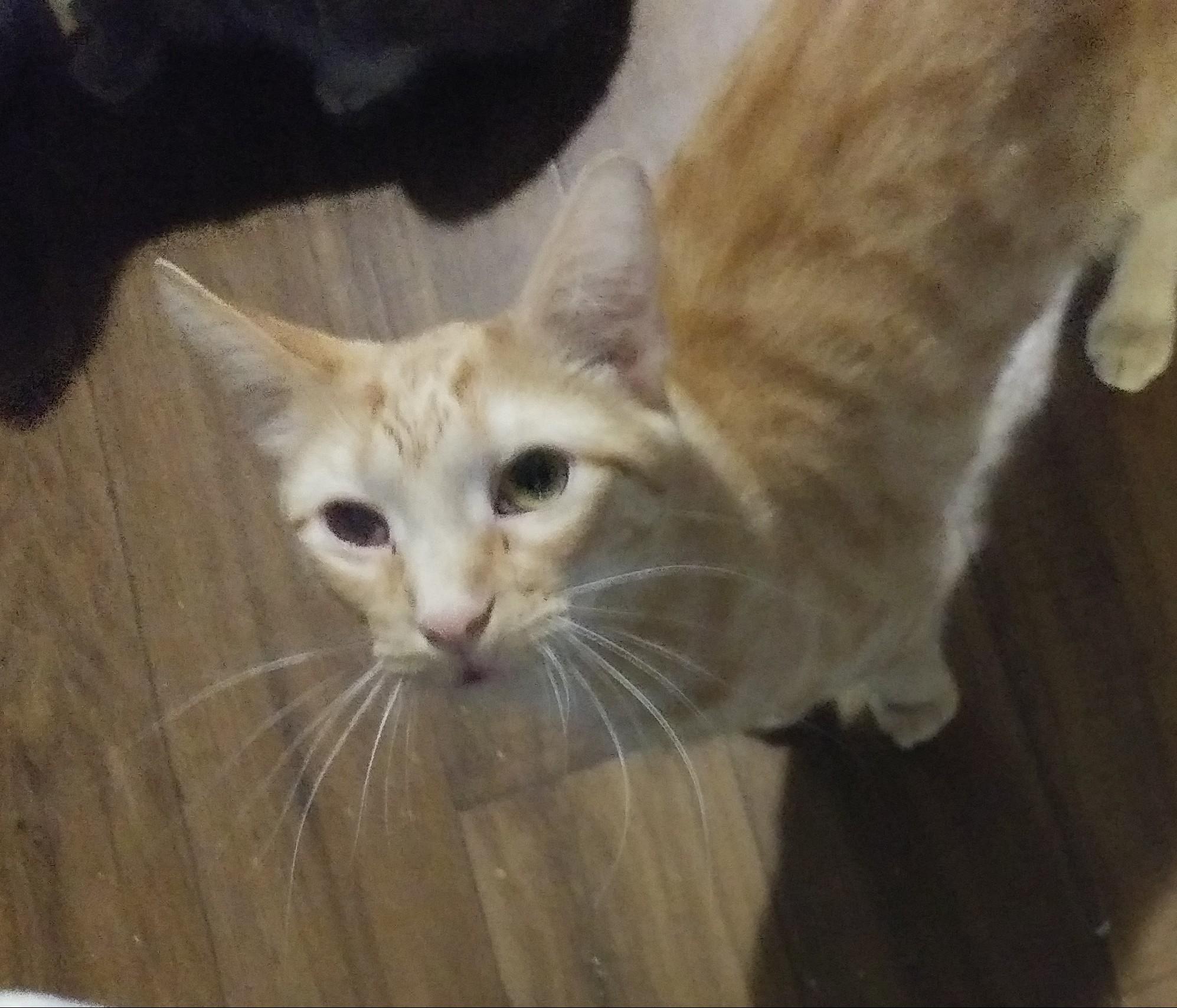 Enlarge Cricket, a Adoptable Domestic Short Hair in Port Wentworth, GA image 2/5