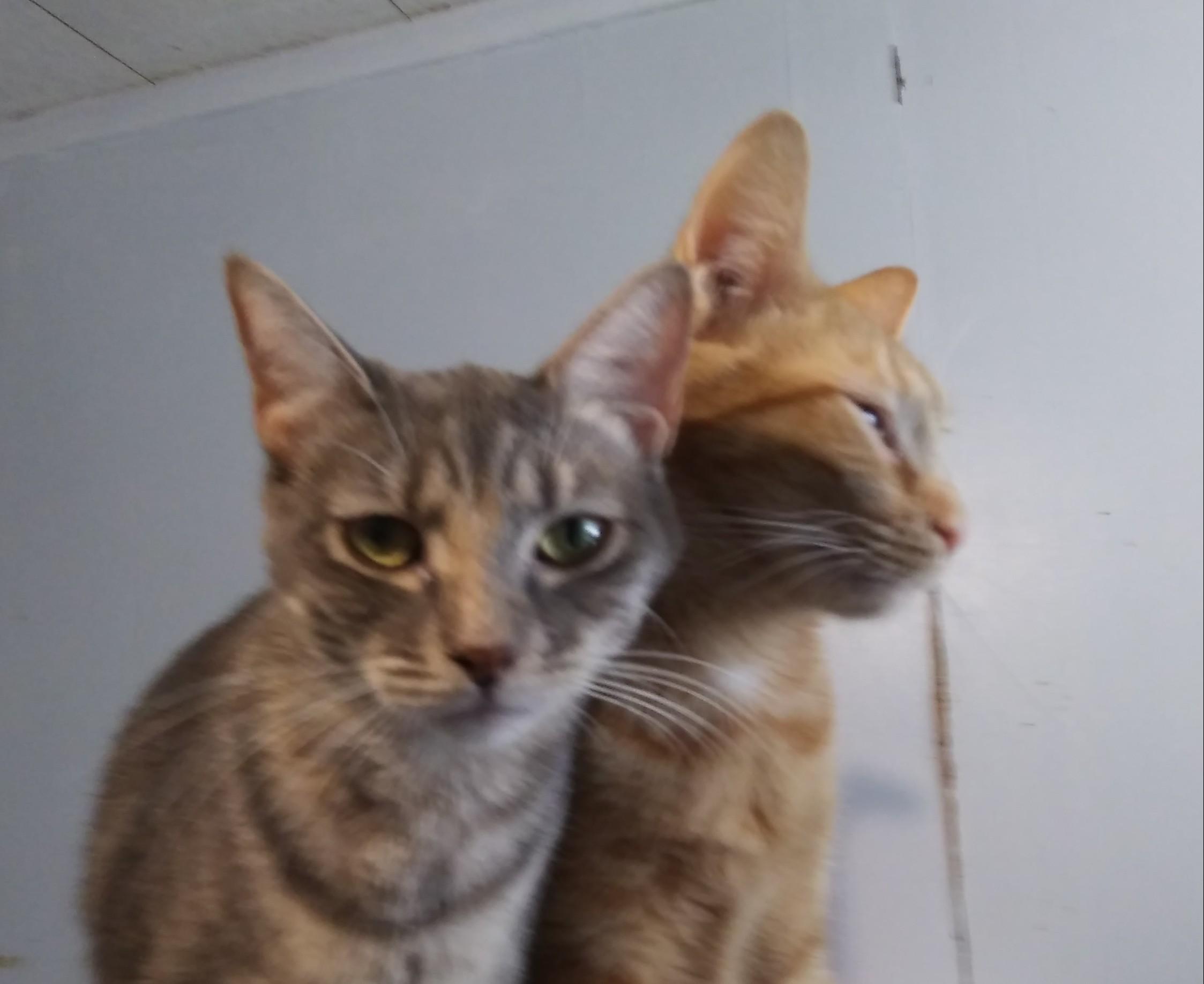 Cricket, a Adoptable Domestic Short Hair in Port Wentworth, GA image 4/4
