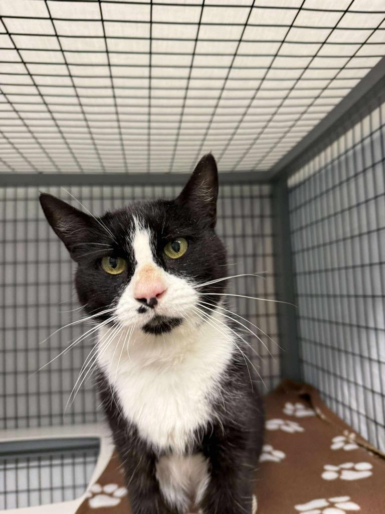 Gordon, Adoptable, Adult Male Domestic Short Hair.