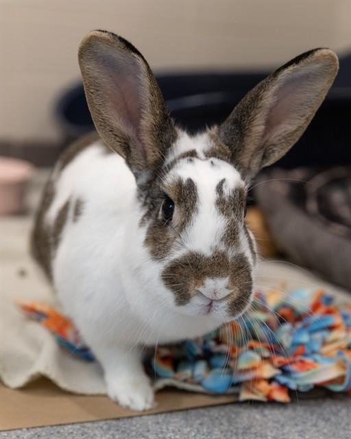 MIRACLE, Adoptable, Adult Female Bunny Rabbit.