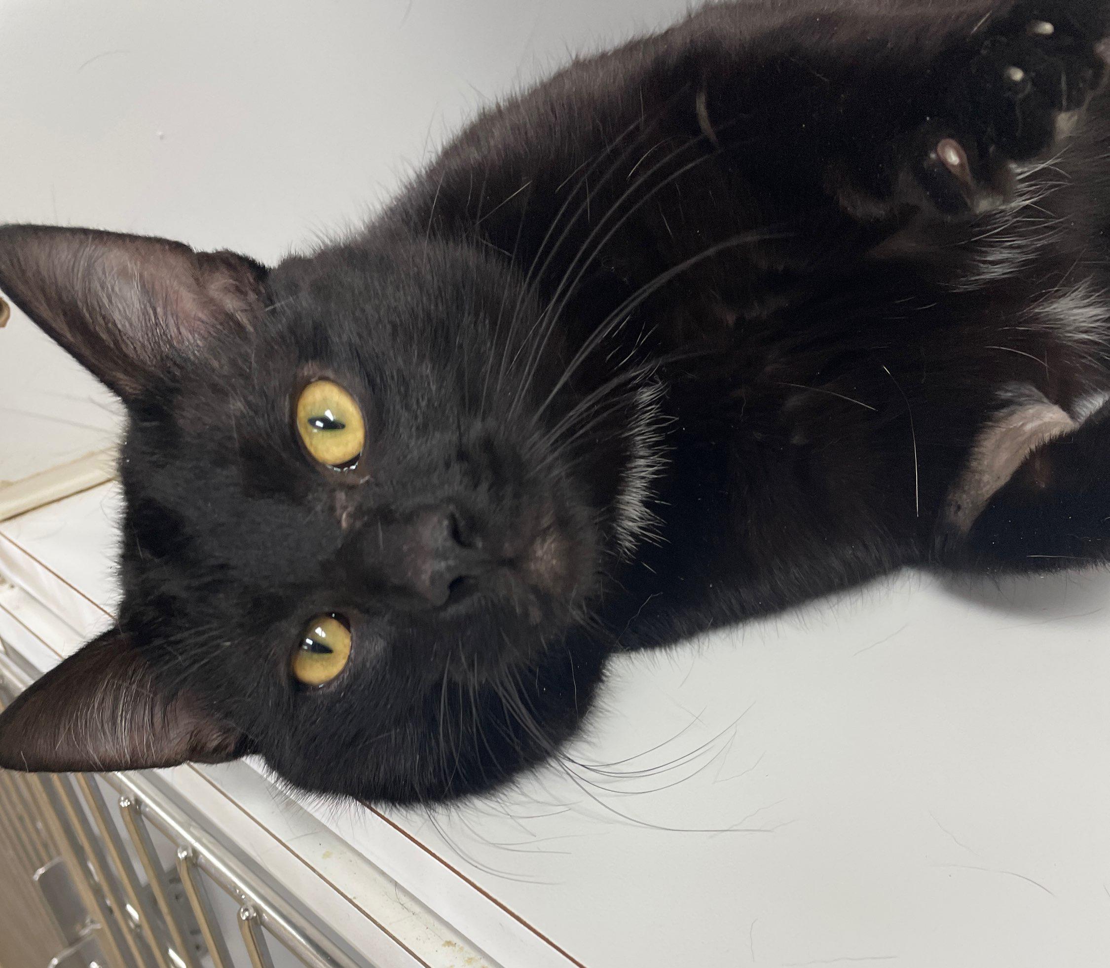 Pawcasso, Adoptable, Young Male Domestic Short Hair.