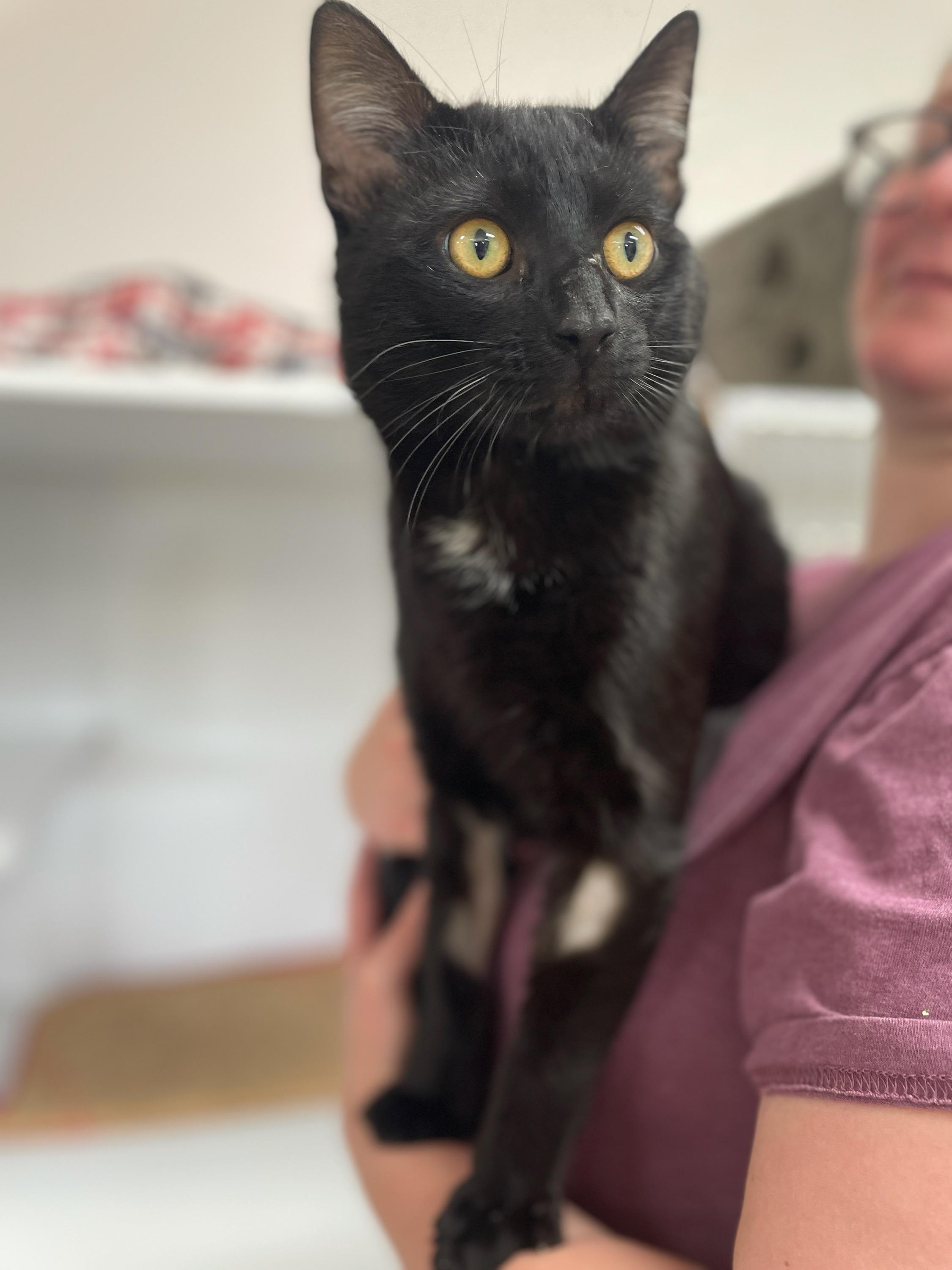 Enlarge Pawcasso, a Adoptable Domestic Short Hair in Neillsville, WI image 2/4