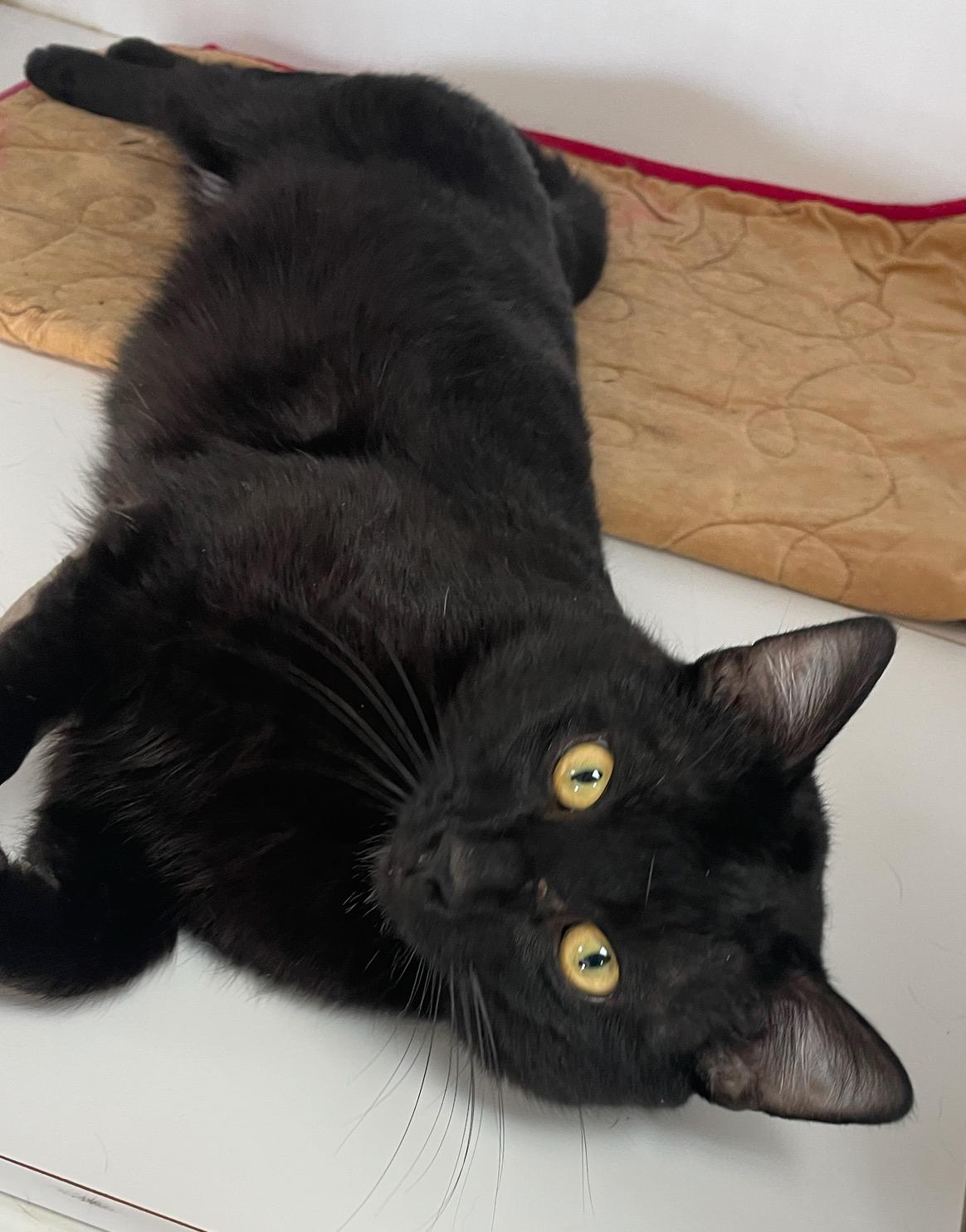 Enlarge Pawcasso, a Adoptable Domestic Short Hair in Neillsville, WI image 4/4